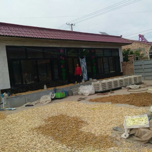吴忠 黄花菜，天然绿色产品，纯手工种植采摘