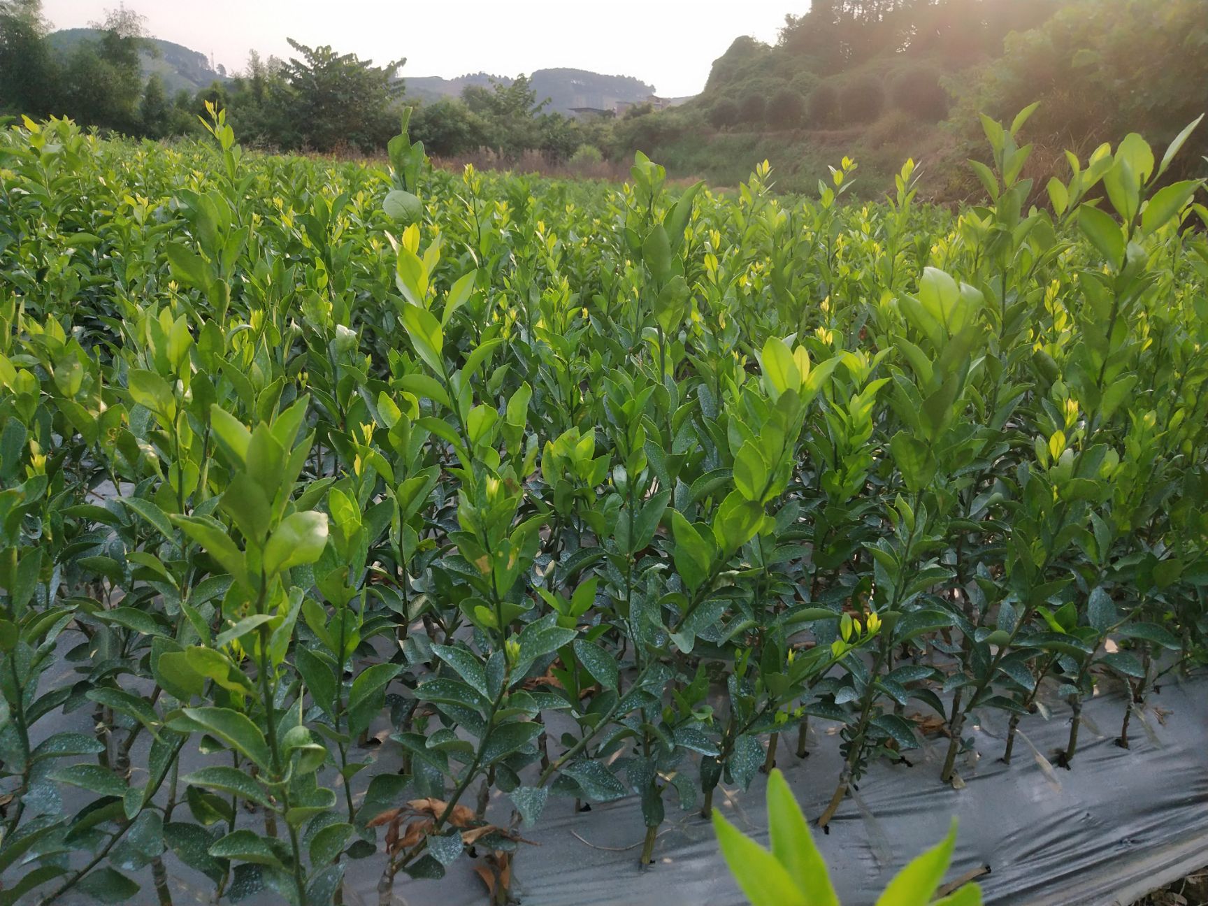 南瓜桔苗 南瓜橘苗，