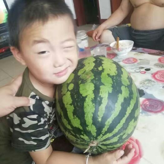 青州市美都西瓜苗 超级甜王