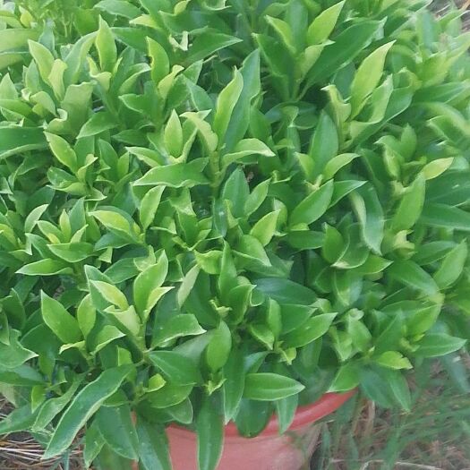 肇庆 鸭脚木。澳洲鸭脚木（鹅掌木）。非洲茉莉（球形）。