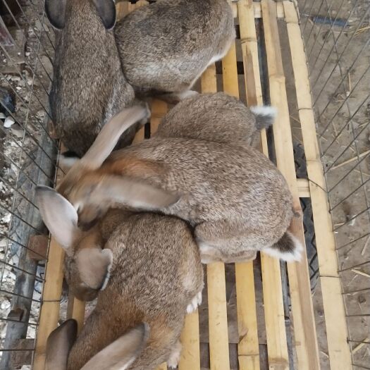 嘉祥县 肉兔价格多少钱一斤，种兔多少钱一只