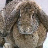 长子县 本人出售各种各样的兔子