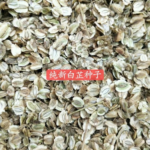 安国市白芷种子  ，白芷籽 包芽率包邮