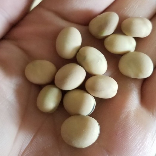 干蚕豆 甘肃炒货,龙眼豆,圆圆豆