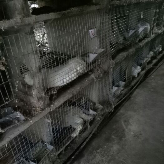 融水县肉兔 伊拉兔