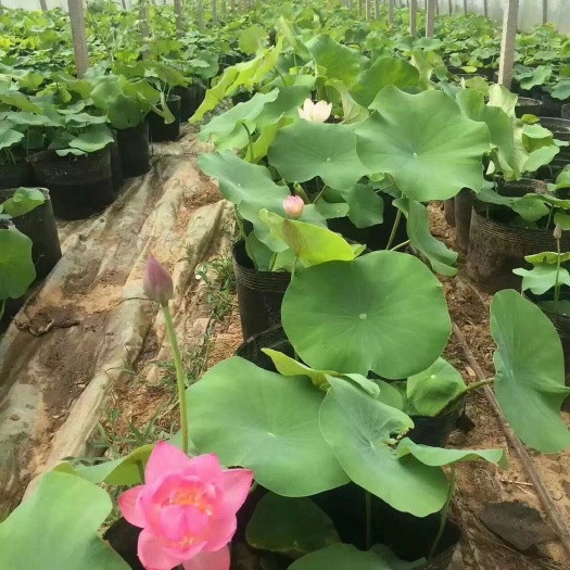 青州市 大量供应绿化荷花，质量好，价格低欢迎各位老板订购