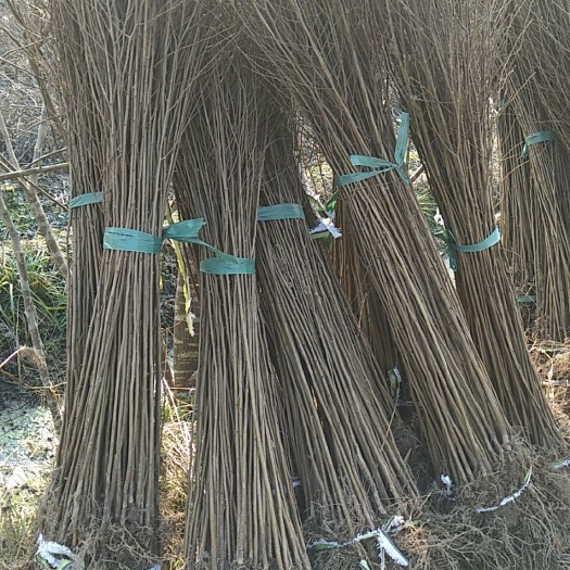 红榉  榉树小苗价格，2元一棵
基地批发直销