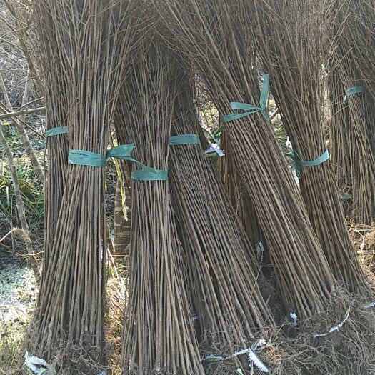 常州红榉  榉树小苗价格，2元一棵
基地批发直销