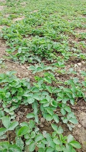 宁玉草莓苗 10~20公分 地栽苗