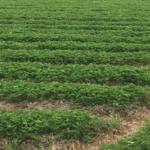 红颜草莓苗 脱霉无菌