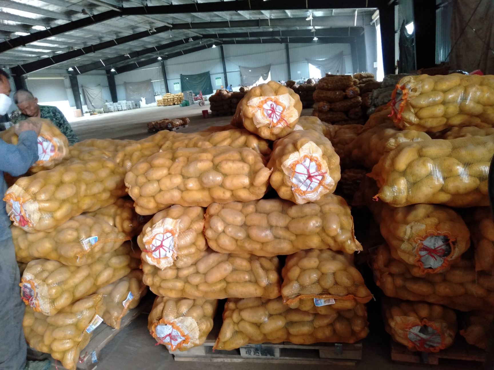 荷兰15号土豆 2两起步码面货