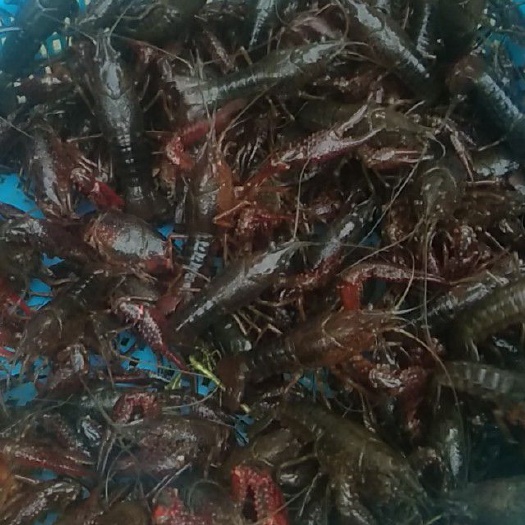 金湖县江苏金湖龙虾 中红4-6钱