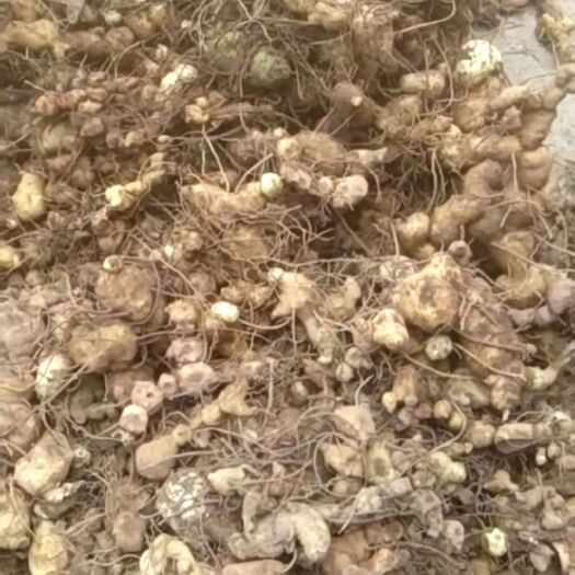思茅 滇黄精块茎 各种规格