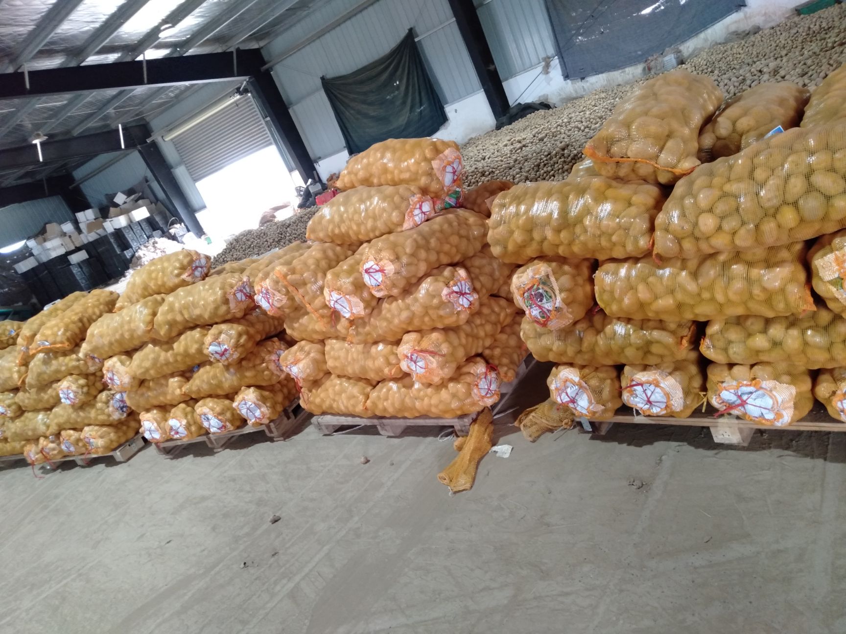 荷兰15号土豆 2-4两精品货