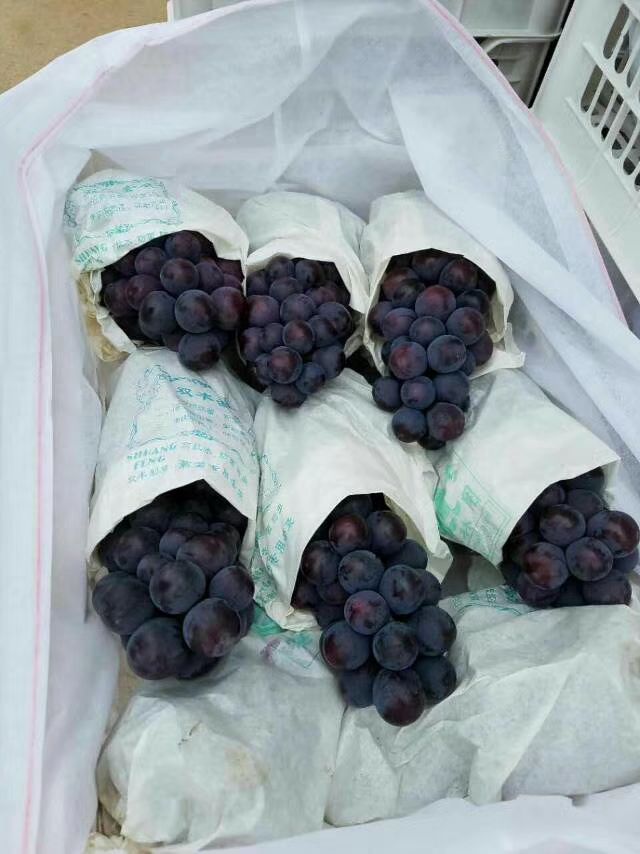  户太八号基地