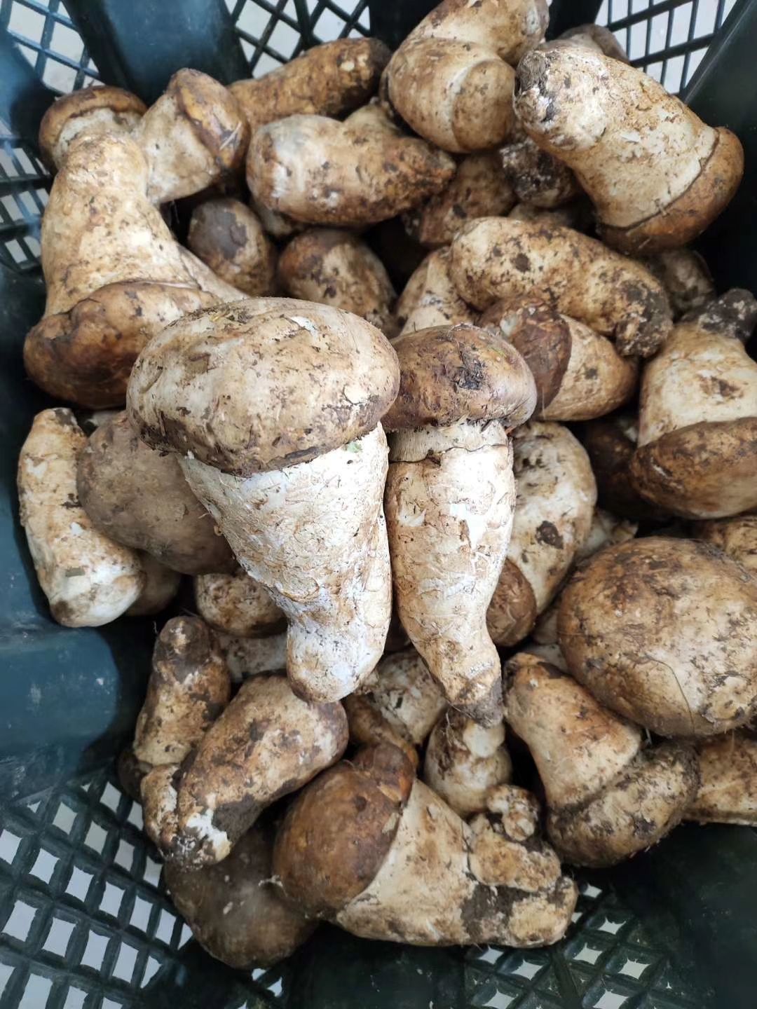  草松茸干片