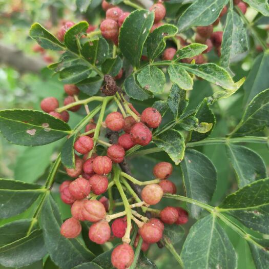泰安 基地供应1-3年生花椒苗，大红袍花椒苗，九叶青花椒苗基地