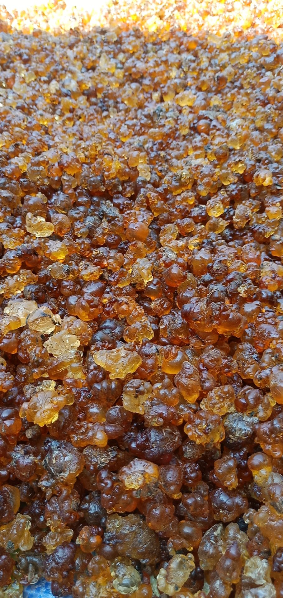 野生桃胶 24个月以上