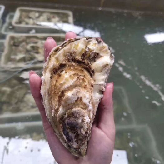 长海县 大连蚝，二倍体生蚝，三倍体生蚝，生蚝批发