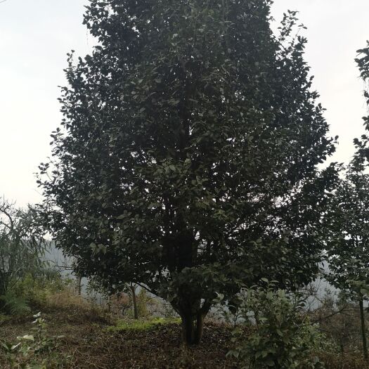 高县杜鹃红  茶花（山茶花）批发直销