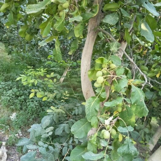 库车市 阿克苏青皮185、新2核桃，大量接单。