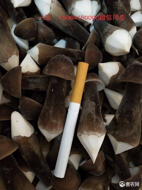 梁山县鸡枞菌 大量一级需要的联系