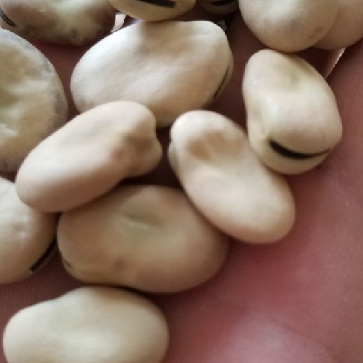 干蚕豆  甘肃蚕豆，兰花豆，油炸