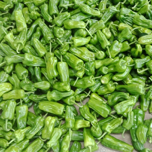 秭归县芜湖椒 10~15cm 微辣 靑色