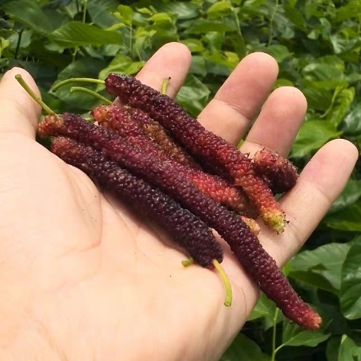灵山县 桑葚树苗南方北方种植当年结果食用桑树苗黑桑水果白桑椹四季盆