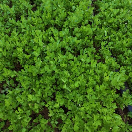寿光市 出售优质新茬芹菜苗