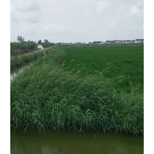 启东市圆粒大米 龙虾共养塘口的水稻田种香米