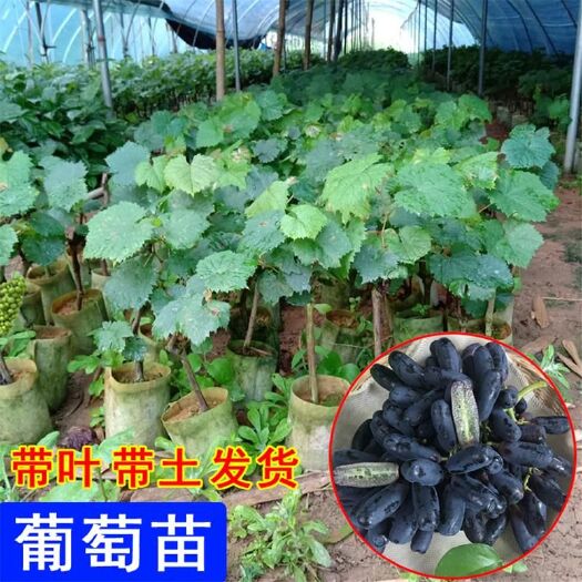 灵山县巨峰葡萄苗