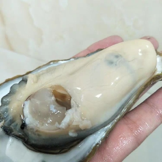 三倍体生蚝 大连蚝，生蚝二倍体，生蚝三倍体，批发生蚝，低价生蚝