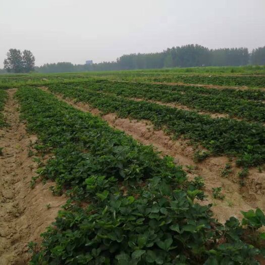 泰安 草莓苗大量出售基地直销