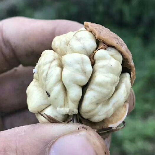 盐边县 自家鲜核桃我们的鲜核桃·承诺：纯人工手工去皮
不浸泡药水，