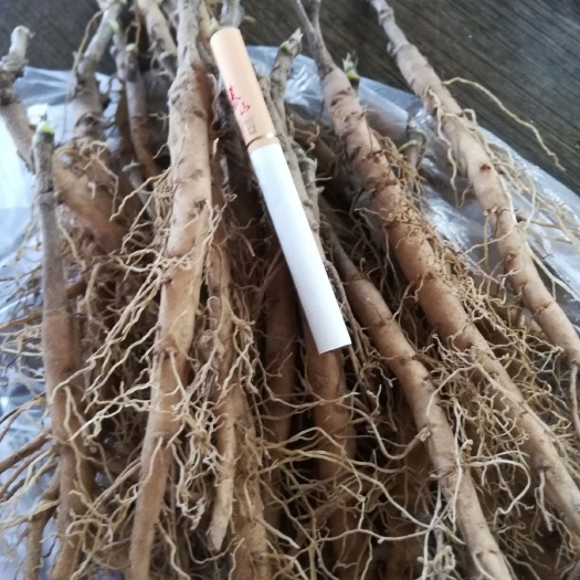 菏泽 牡丹油用牡丹苗
