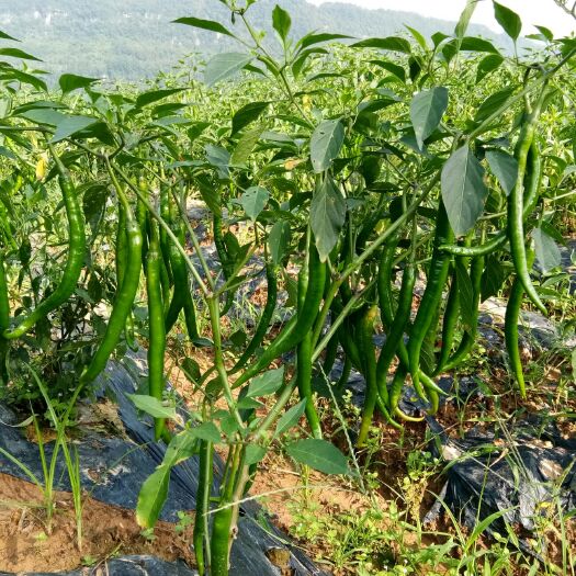 通江县 二荆条辣椒，含硒土壤种植，基地直供