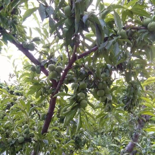 理县青脆李 要的老板快点来