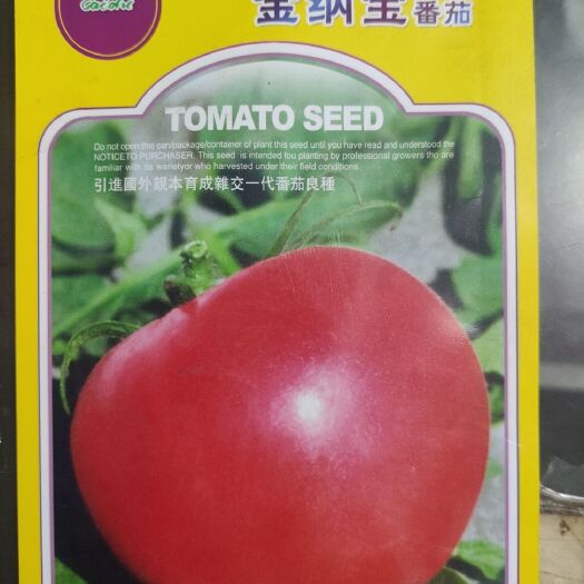 金纳宝番茄种子无限生长中早熟肉质多口感好耐高温粉红果番茄长势