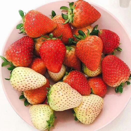 泰安红颜草莓苗  红颜9代草莓苗适合南北方种植盆栽或无土栽培