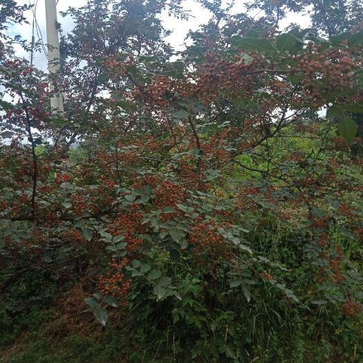 临夏市 2019年的新花椒，需要的人们联系
