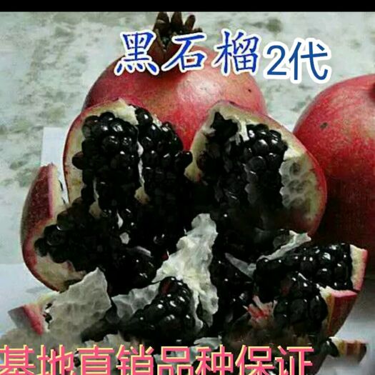 平邑县 石榴树苗地栽盆栽突尼斯软籽黑石榴苗庭院南北方种植果树苗石榴