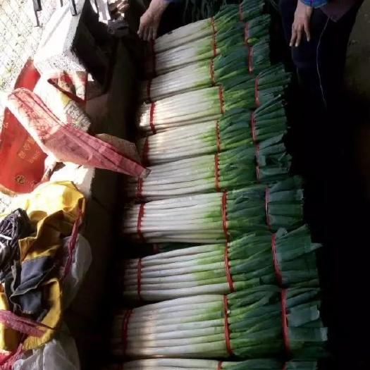 安丘市铁杆大葱  优质大葱