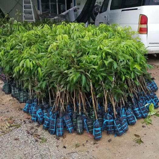 灵山县怀枝荔枝苗 荔枝