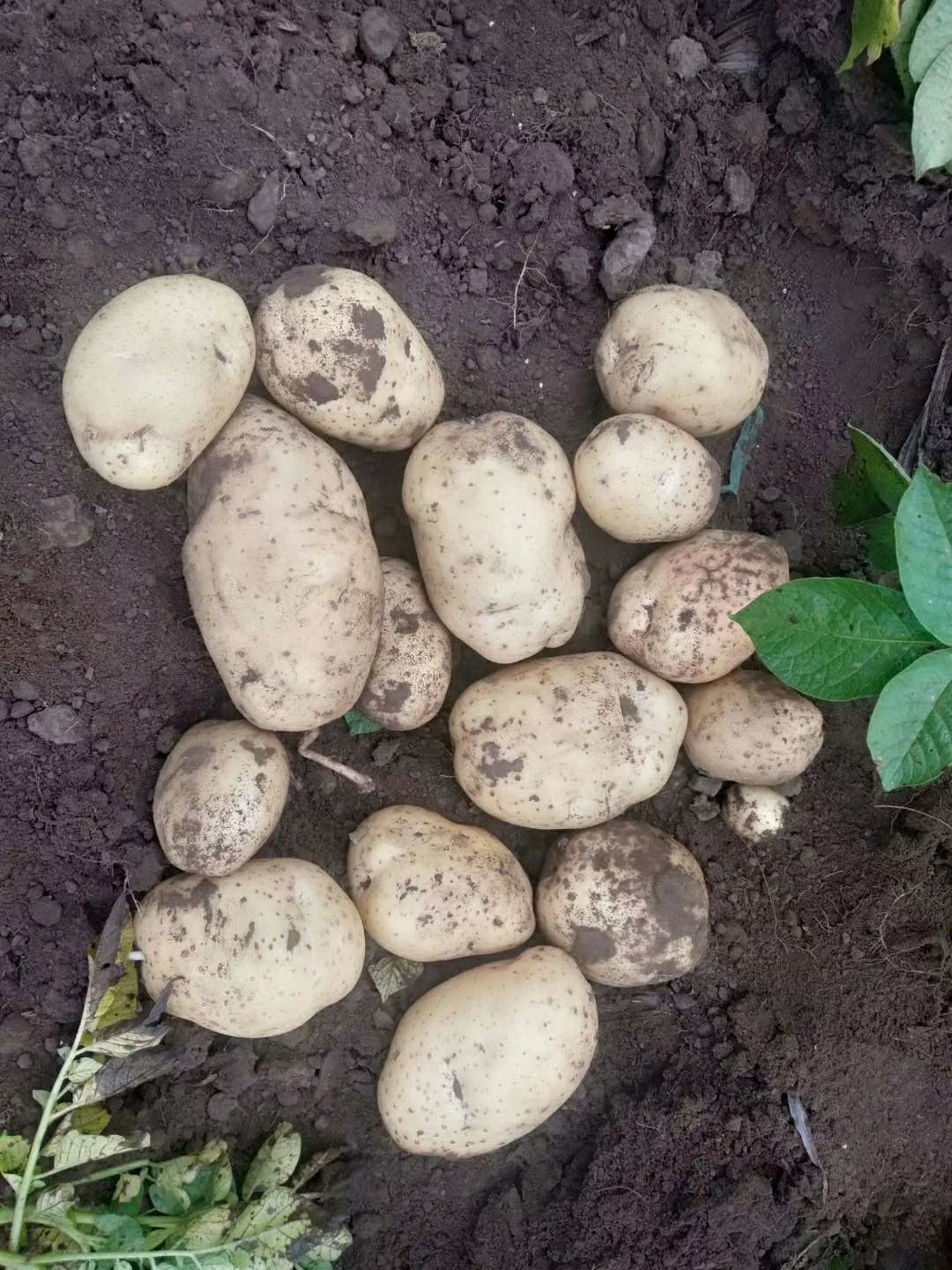 冀张226土豆 张薯226开始上市个大，型好，颜色好，