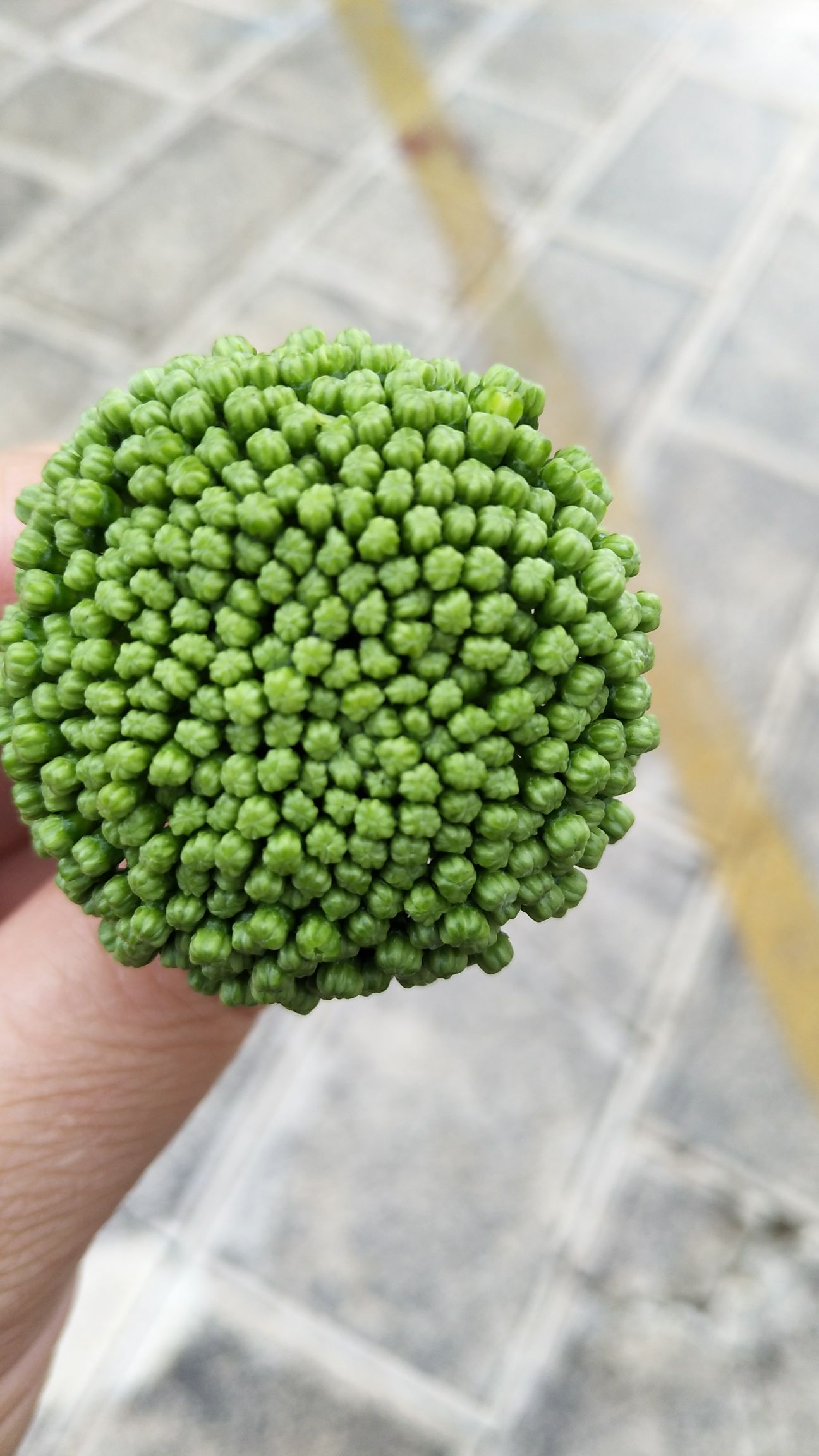 文山市 云南文山三七花田七花可泡茶500克