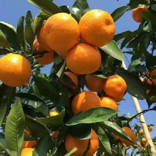 秭归县 青皮蜜桔