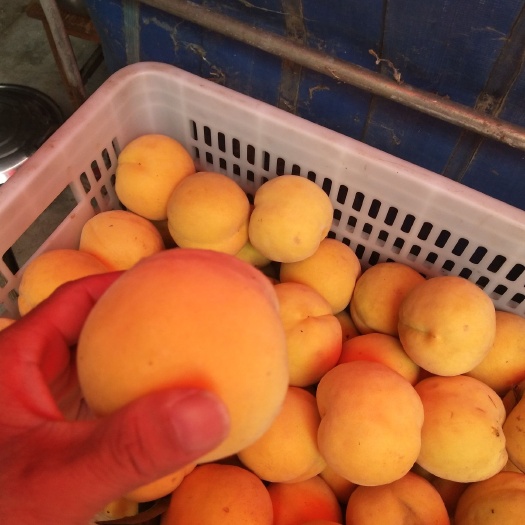 高密市黄金冠黄桃  3量起步黄桃