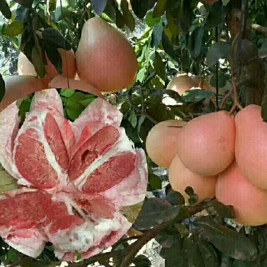 灵山县 三红蜜柚苗