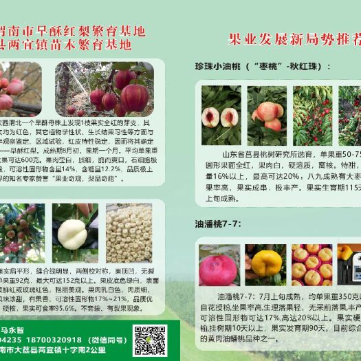 大荔县黄金油蟠桃苗 7-7黄肉油蟠桃（中油蟠九）